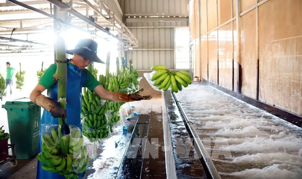工人们在 THACO 集团老挝南部农业协会的香蕉加工厂工作。照片;越南国家航空局