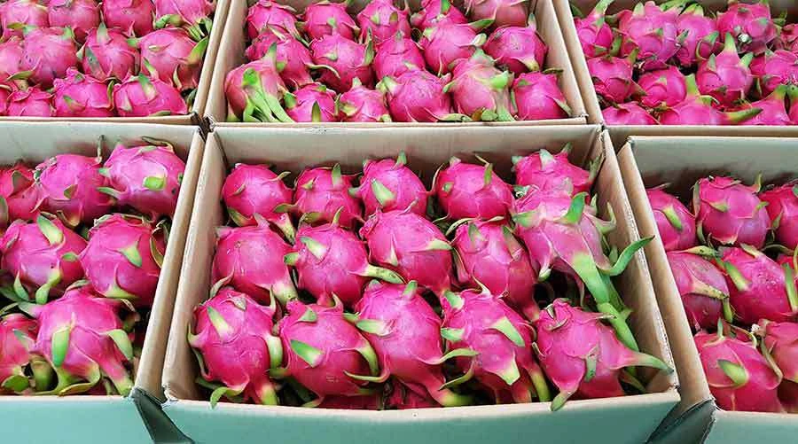 Le Vietnam exporte pour la première fois des fruits du dragon à chair rouge et jaune vers le marché saoudien. Photo. congthuong.vn