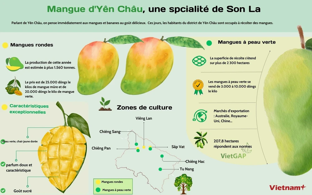 Mangue d'Yên Châu, une spcialité de Son La 