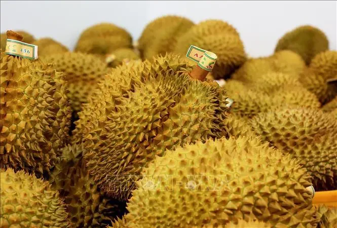 Les durians vietnamiens exportés vers la Chine. Photo: VNA