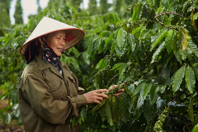 A farmer stands by a coffee tree. (Photo: VietnamPlus)