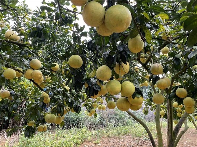 At a pomelo orchard in Phu Tho province. (Photo: VNA)