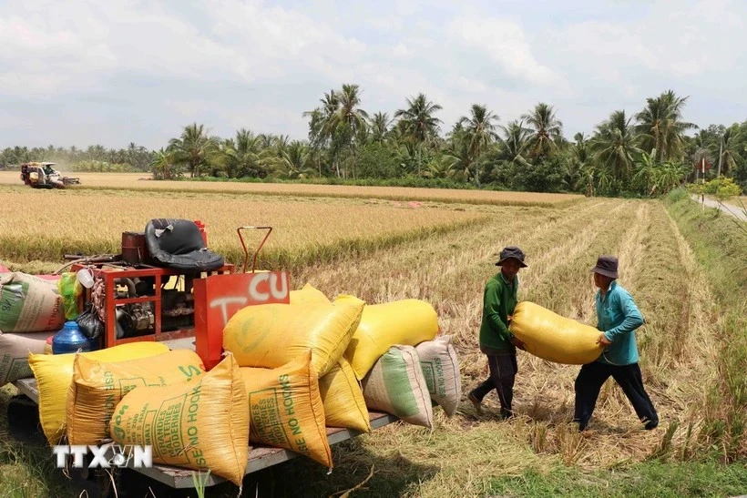 Harvesting rice in Chau Thanh district, Tra Vinh province. (Photo: VNA)