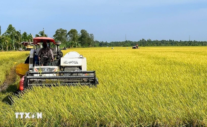 Harvesting winter-spring rice in Bac Lieu (Photo: VNA)