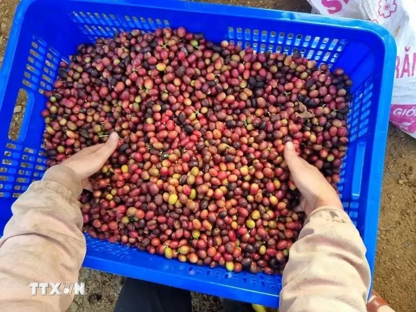 Israeli importers are interested in Vietnamese coffee. (Photo: VNA)