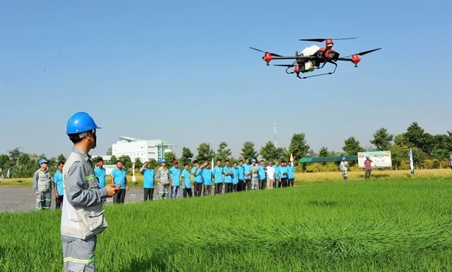 An engineer demonstrates the spraying of chemicals on rice fields using an unmanned aerial vehicle (drone) to help local farmers. (Photo: VNA)