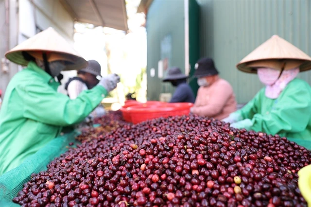 Farmers classify coffee beans. Coffee exports are estimated to reach 2.9 billion USD in the first five months of this year, up 43.9 per cent over the same period last year. (Photo: VNA)