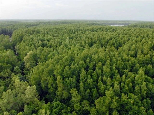 The Mangrove Biosphere Reserve in the coastal district of Can Gio. (Photo: VNA)