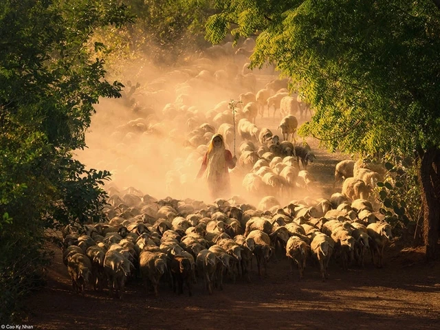 A photograph titled 'Sheep Farming of the Cham People' by Cao Ky Nhan. (Photo: Cao Ky Nhan)