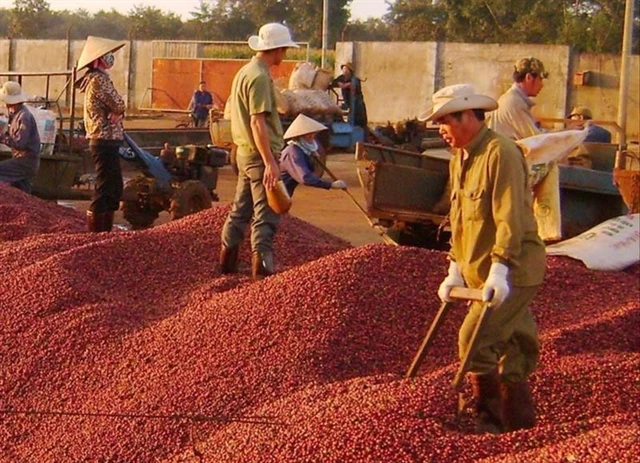 It is forecast that coffee output will continue to decrease by about 20% in the upcoming crop year. (Photo: vneconomy.vn)