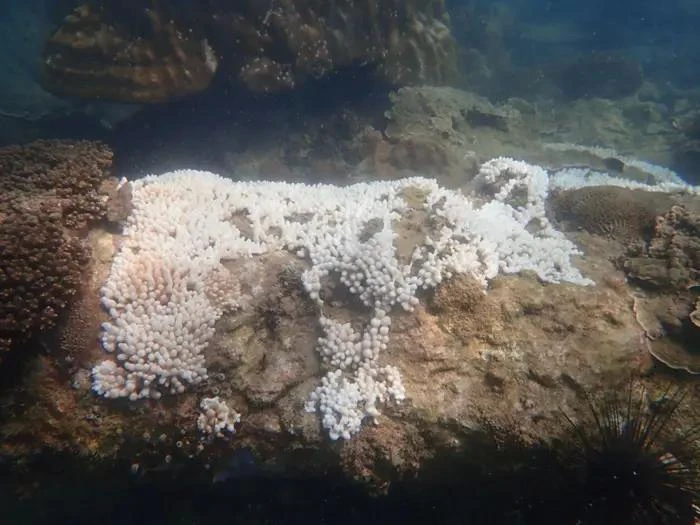 A dying coral usually turns white which is a sign of bleaching caused by the rising ocean temperatures. (Photo: Department of Fisheries Johor)