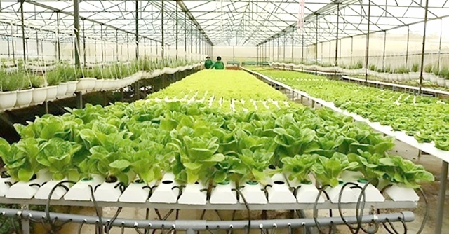 A vegetable garden grown using the hydroponic method at the HCM City Agricultural Hi-Tech Park. (Photo: dangcongsan.vn)