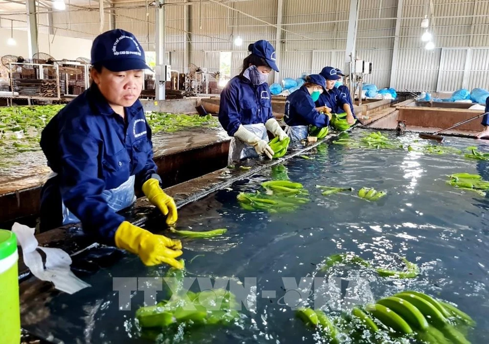 Japan proposes Vietnam revise maximum residue limits for some agricultural chemicals. (Photo: VNA)