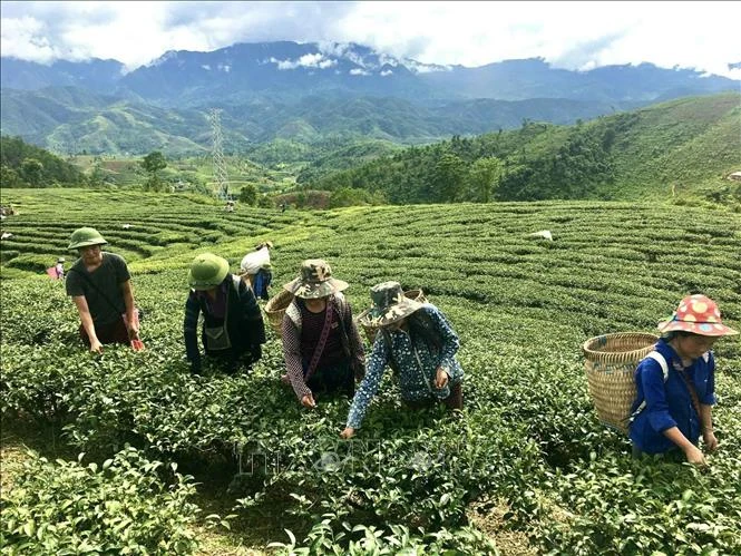 Farmers pick fresh tea buds in the northern province of Lai Chau. (Photo: VNA)