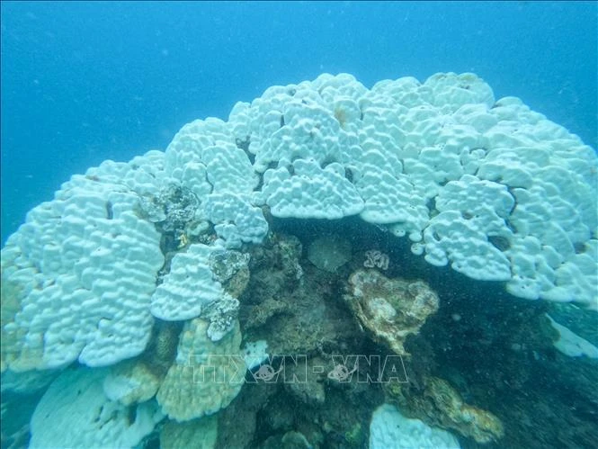Close-up of bleached coral reefs at Con Dao National Park. (Photo: Con Dao National Park Management Board/VNA) 