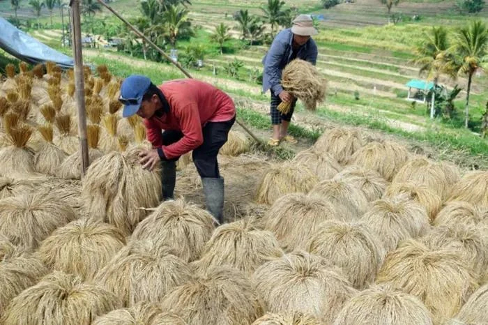 Farmers dry rice stalks during the harvest at Jatiluwih village in Tabanan, Bali, Indonesia. (Photo: Antara)