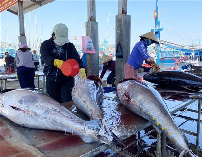 Processing ocean tuna in Binh Dinh (Photo: VNA)