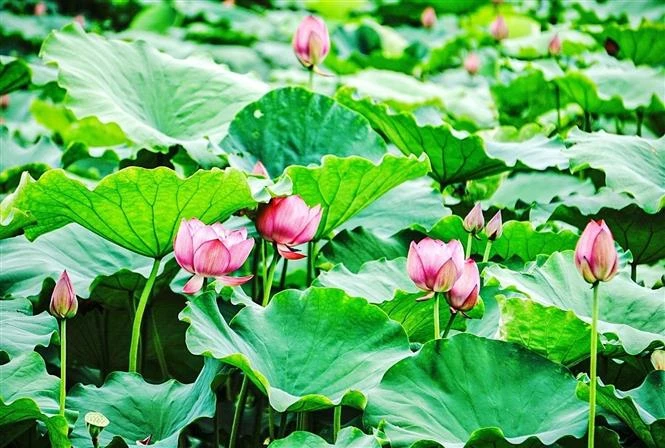 Hanoi's West Lake lotus. (Photo: VNA)