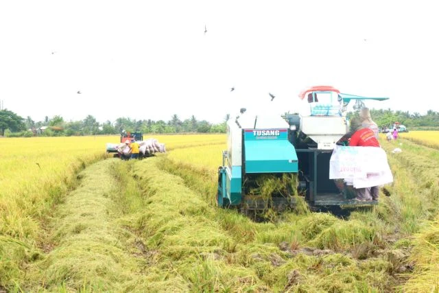 Farmers harvest high quality rice in the fields of Tien Thuan Cooperative in the Mekong Delta city of Can Tho (Photo: VNA)