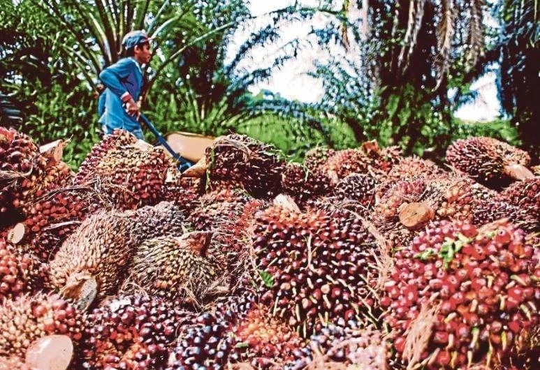 Palm oil is one of the Malaysian products exported to Vietnam. (Photo: NST)