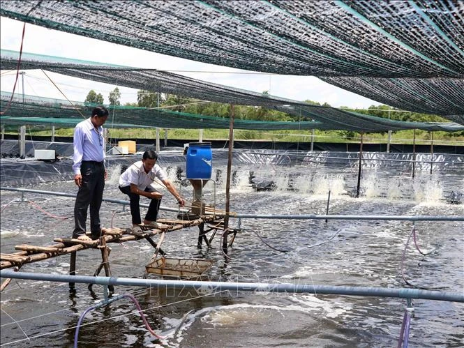 An environmentally-friendly shrimp farming model in Ca Mau province (Photo: VNA)