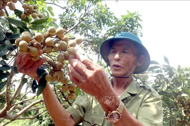 A member of Quyet Thang speciality fruit cooperative in Hung Yen at a longan orchard. (Photo: VNA)