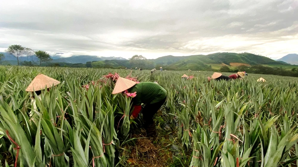 Illustrative image (Photo: baolaichau.vn)