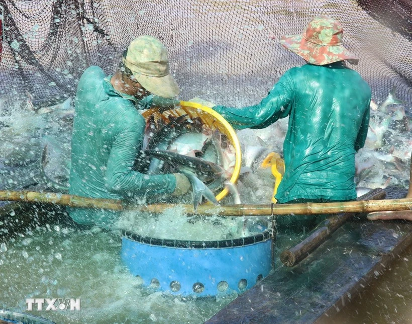 Farmers harvest tra fish (pangasius) in Dong Thap province (Photo:VNA)