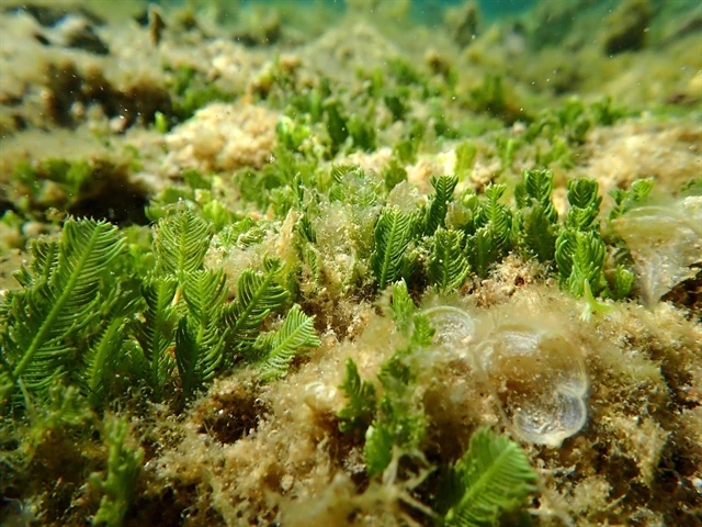 Seaweed and seagrass ecosystem in Nui Chua National Park's Marine Protected Area in Ninh Hai District, the coastal south-central province of Ninh Thuan. (Photo: VNA)