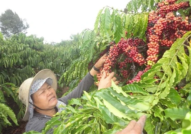 A farmer harvests coffee in Kon Tum province (Photo: VNA)