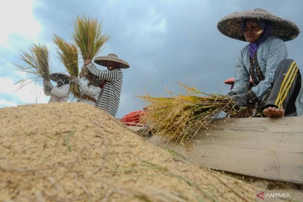 Petani memanen padi di Desa Tambak Baya, Lebak, Banten, pada Maret 2024. (Foto: antaranews.com) 