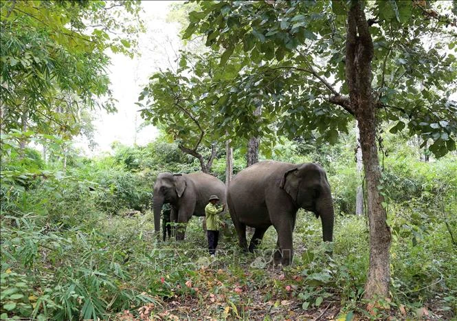 Domestic elephants are raised in a semi-wild form in the forest of KRongNa commune in Buon Don district of Dak Lak province. (Photo: VNA) 