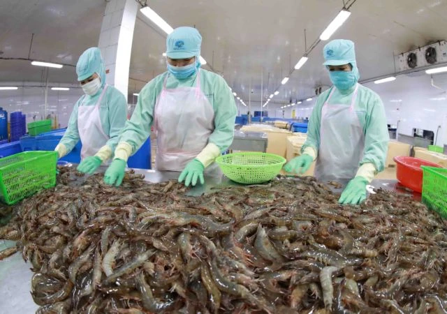 The shrimp export value is about 1.6 billion USD in the first half. (Photo: VNA)