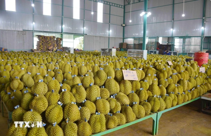  Vietnamese durian is increasingly popular among Chinese consumers. (Photo: VNA) 