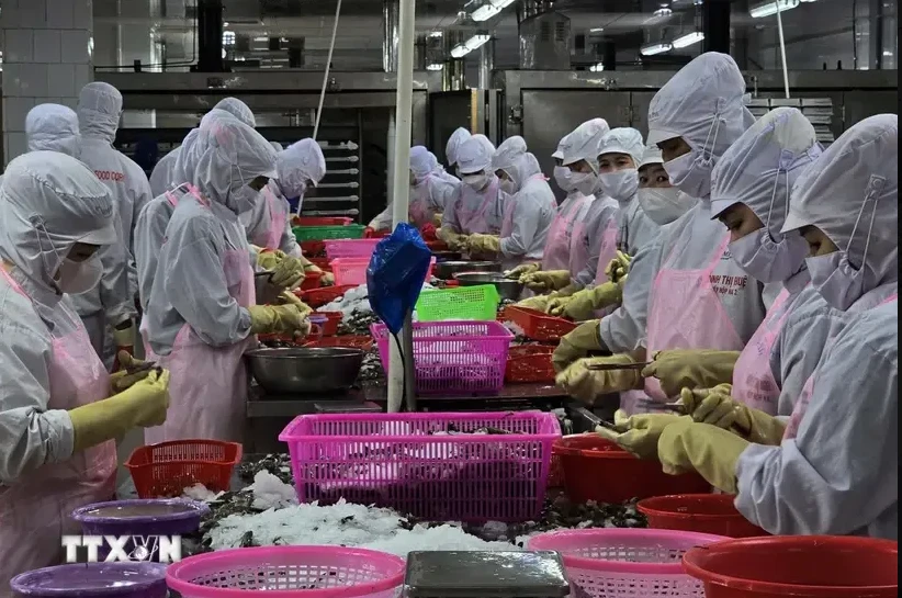 Workers process shrimp for export (Photo: VNA)