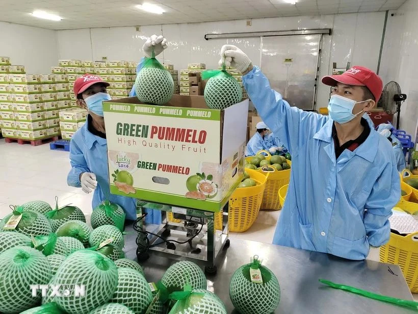 Workers package pomelos for export. (Photo: VNA)