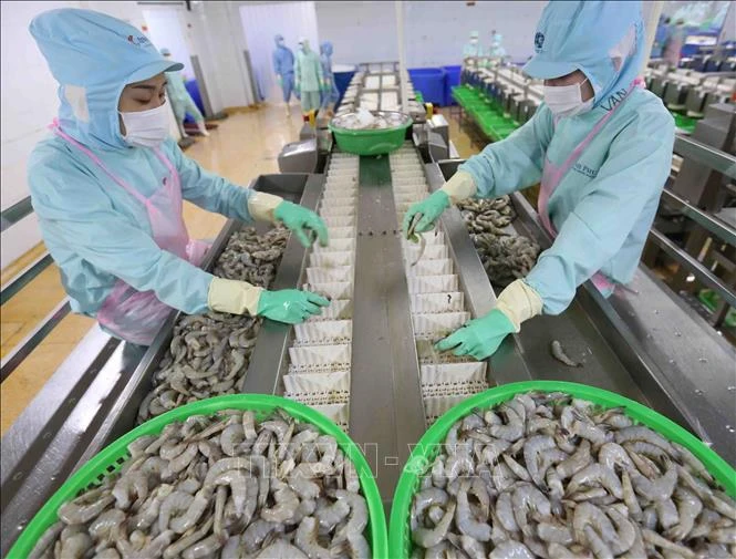 Shrimps processed for export at Minh Phu Seafood Corp (Photo: VNA)