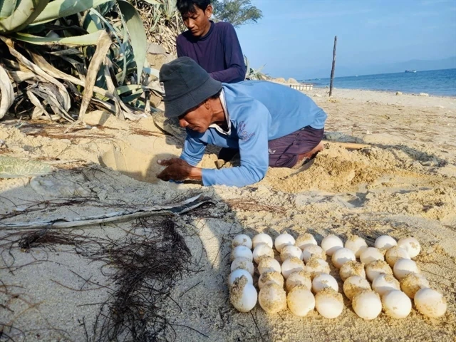 A sea turtle conservation volunteer collects eggs at Trang Dao beach (Photo: Hon Cau Marine Protected Area)