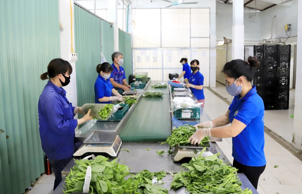 Workers package safe vegetables at Chuc Son Clean Vegetable and Fruit Cooperative in Hanoi’s Chuong My district. (Photo: Hanoimoi.vn)