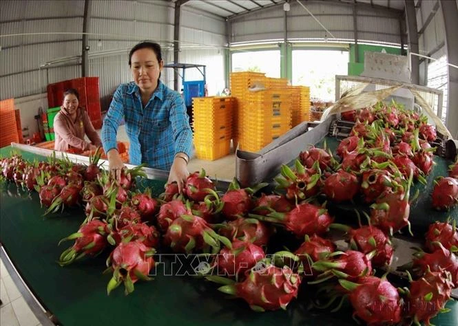 Vietnamese dragon fruits have been exported to China via official channels. (Photo: VNA)