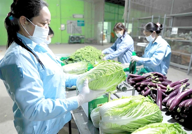 A safe vegetable production chain of Van Duc Anh Agricultural Service Cooperative in Gia Lam district, one of the typical agricultural production chains in the capital city. (Photo courtesy of the Hanoi Department of Agriculture and Rural Development) 