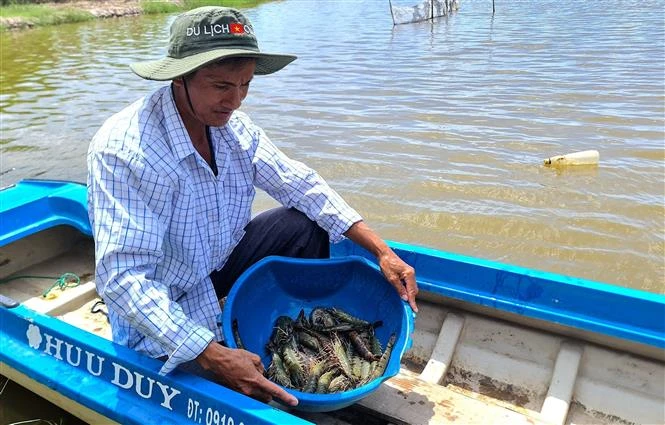 Rice-shrimp cultivation has proved its efficiency in climate change adaption and income improvement (Photo: VNA)