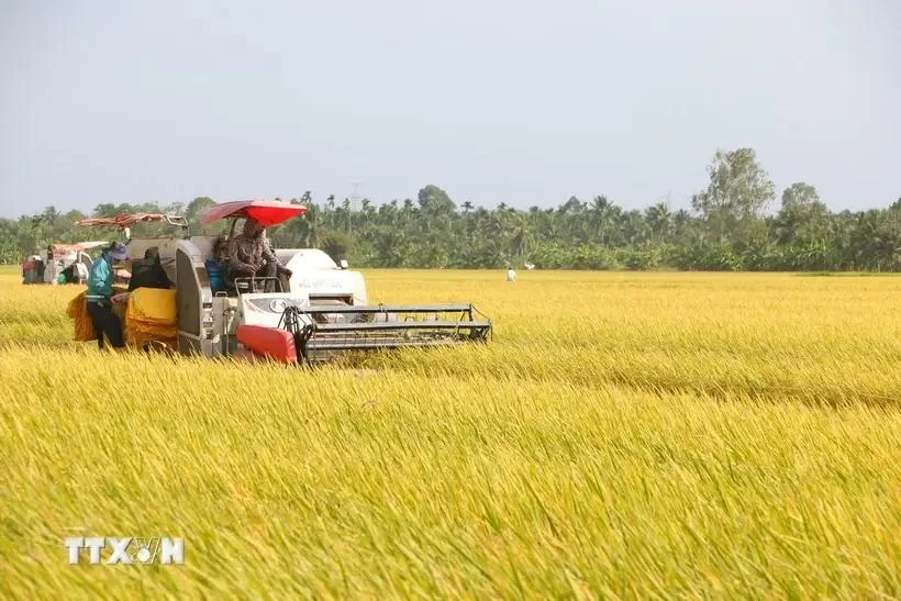 Farmers in Long Phu district, Soc Trang province, are harvesting the main winter-spring rice crop. (Photo: VNA)