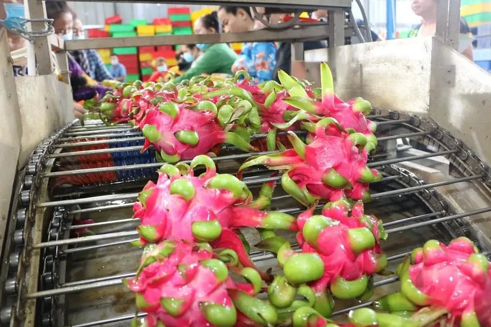 Vietnamese durian and dragon fruit are favoured by Chinese consumers, with China’s import of these fruit from the Southeast Asian nation accounting for one-fifth of its total from the ASEAN region. (Photo: VNA)