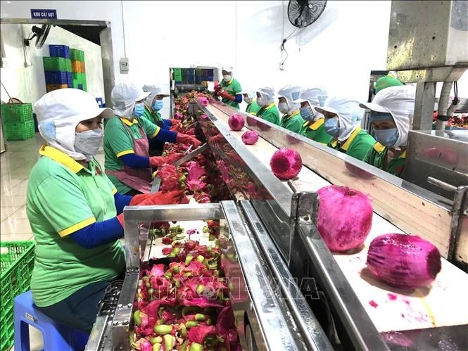 Processing Vietnamese dragon fruits for export (Photo: VNA)