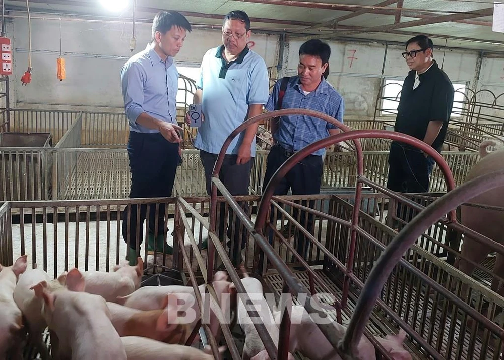 AVAC General Director Nguyen Van Diep ( first, left) and representatives from the Philippine enterprises inspect a farm with vaccinated pigs. (Photo: VNA)