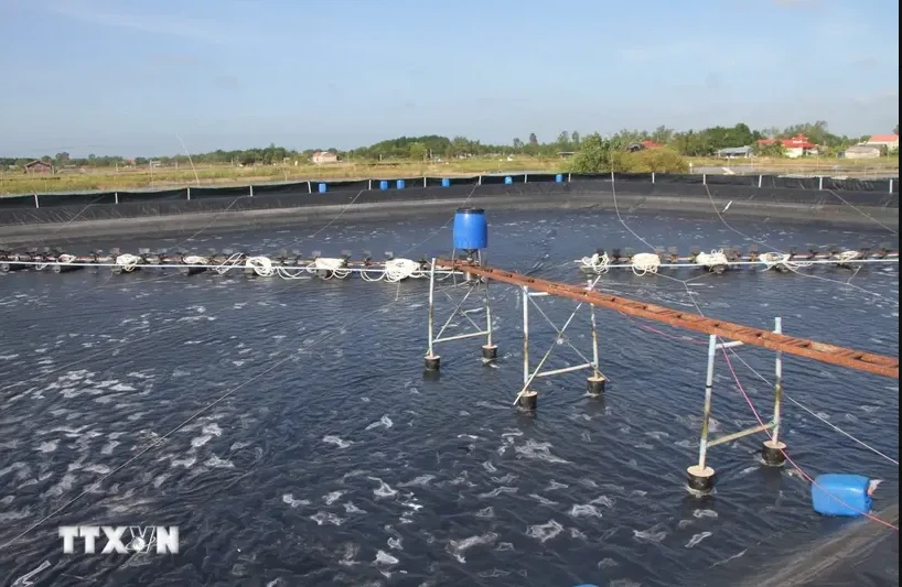 A hi-tech shrimp farming model in the Mekong Delta province of Bac Lieu. (Photo: VNA)