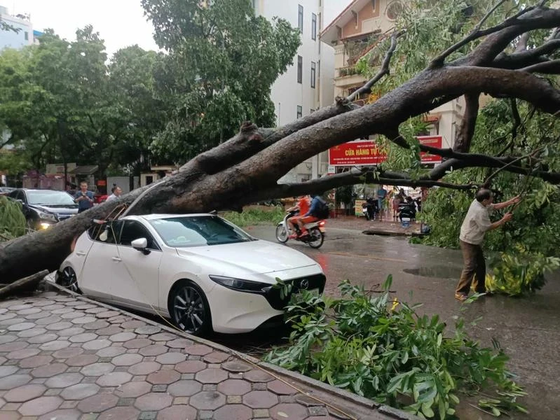 A tree fell onto a car due to the impact of Typhoon Yagi in Hanoi (Photo: VNA)