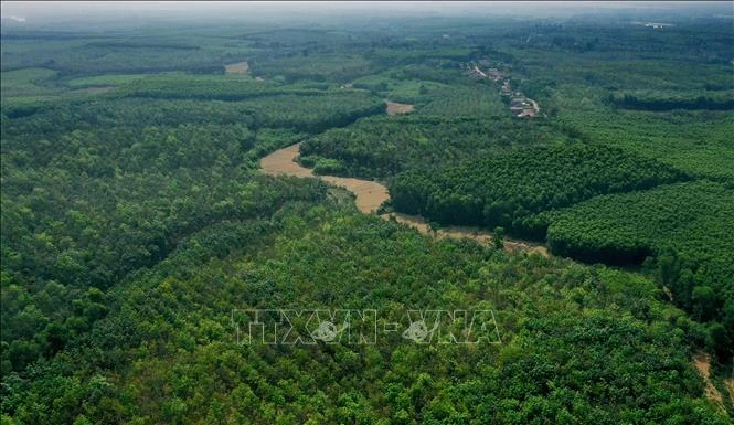 Planting forests contributes to the protection of the ozone layer. (Photo: VNA)