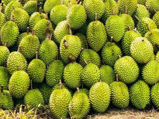 This year, the durian export value in 2024 is forecast to hit 3-3.5 billion USD (Photo: VietnamPlus)